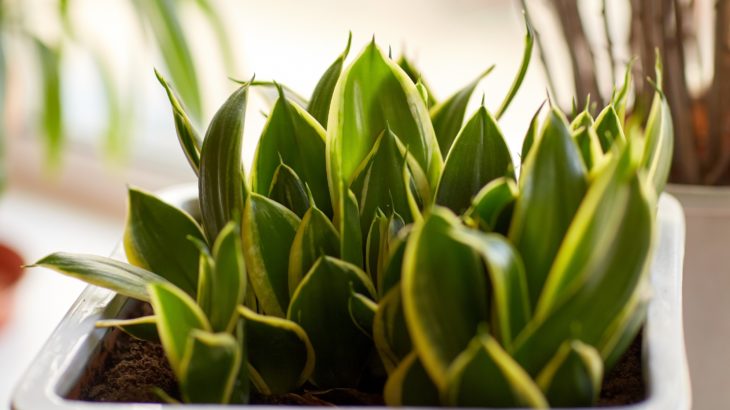 Indoor Plants