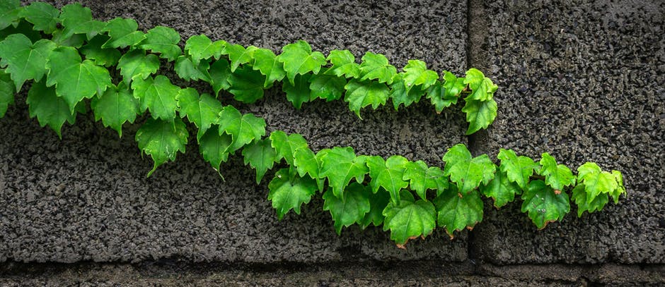 Living Wall