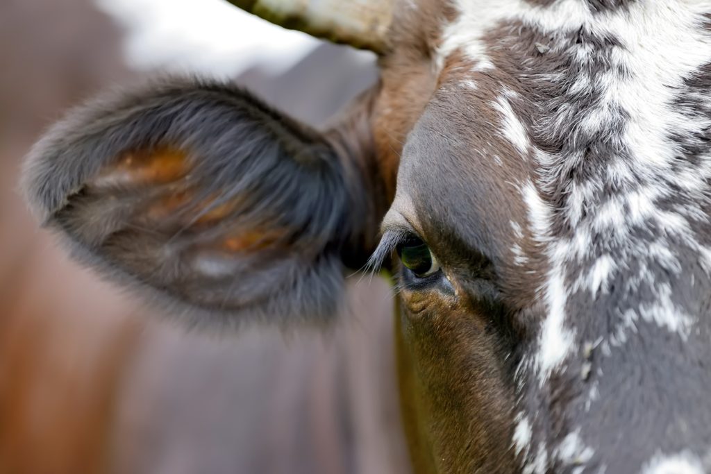 cow dung